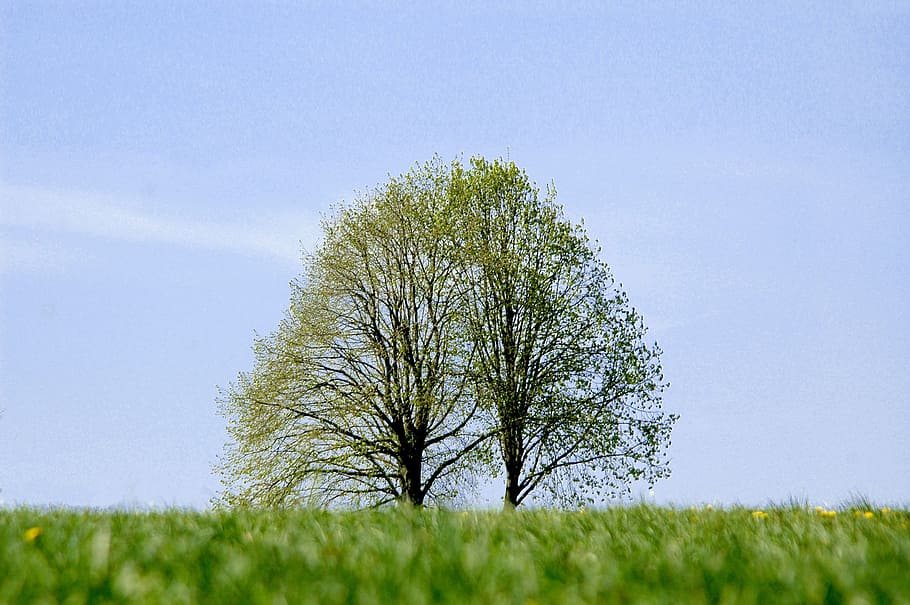 tree, landscape, meadow, nature, grass, blue, outdoors, season HD wallpaper