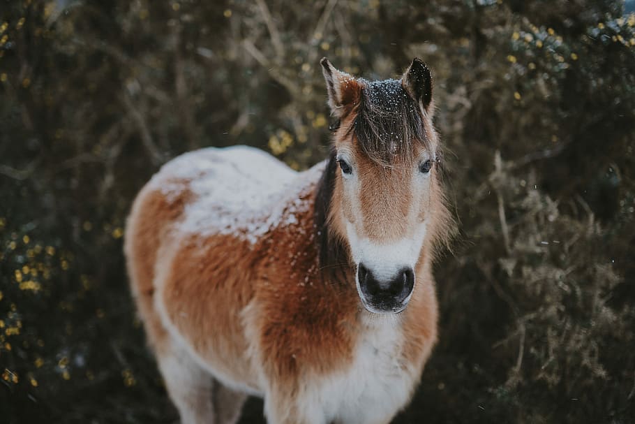 shallow focus photography of white and brown pony, brown horse HD wallpaper