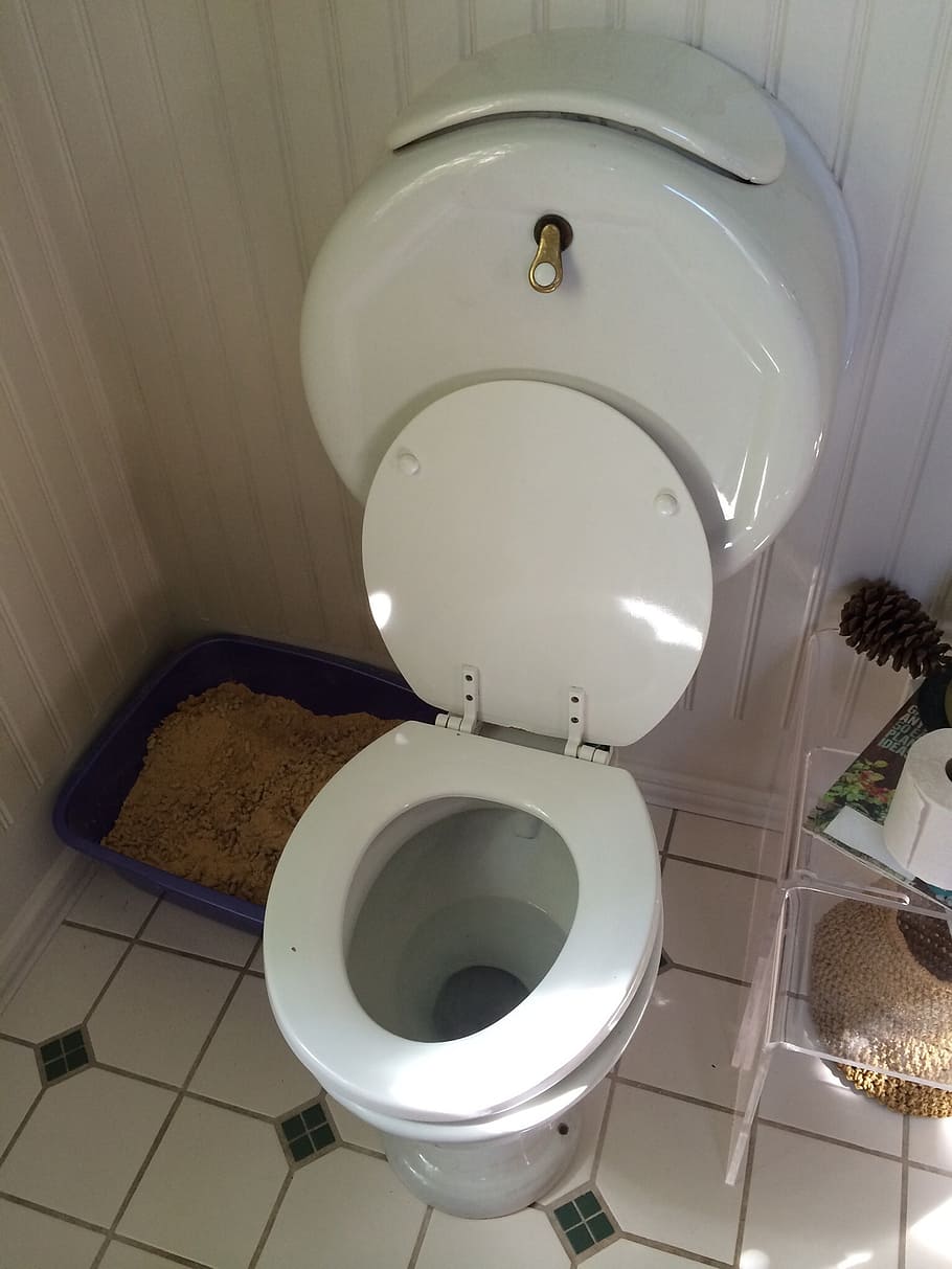 clean ceramic toilet bowl with opened lid, wc, bathroom, plumbing