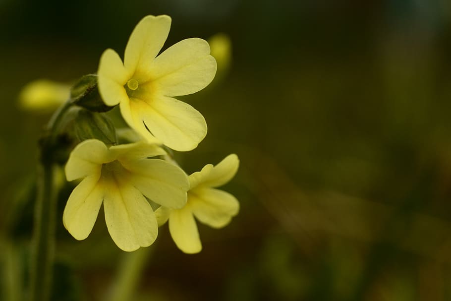 primrose, spring, flowers, nature, yellow, flora, flowering HD wallpaper