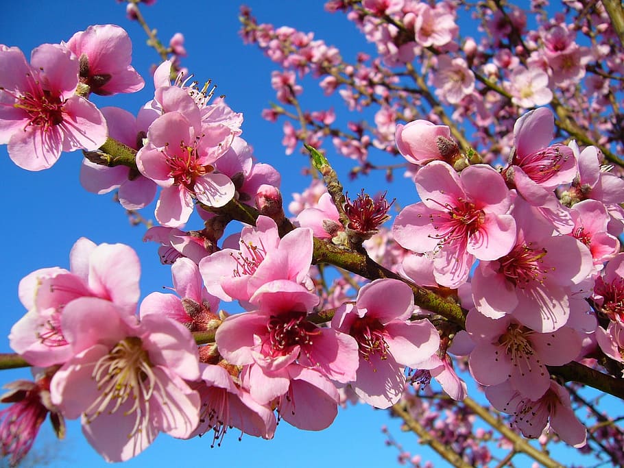 358 Japan Peach Blossom Stock Photos, High-Res Pictures, and