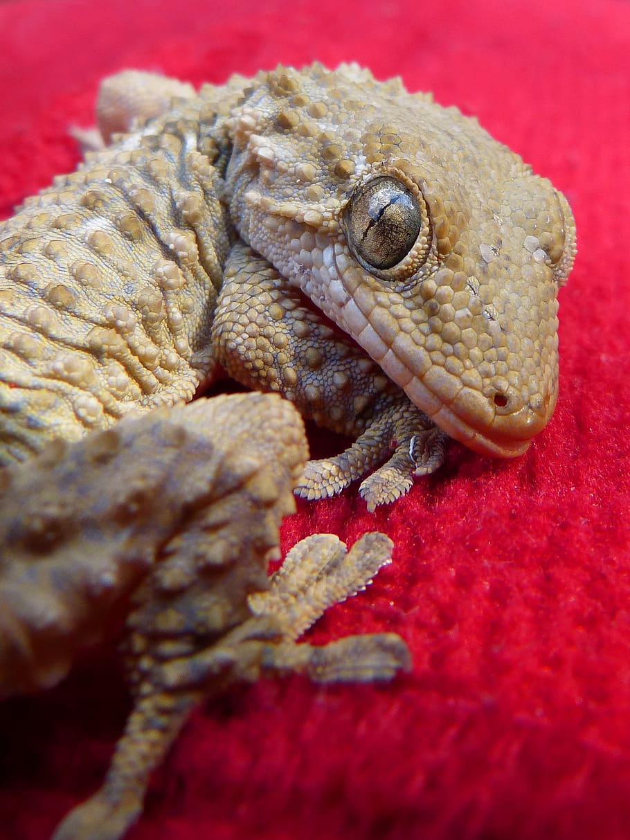 dragon, gecko, lizard, reptile, stalking, one animal, animal themes HD wallpaper