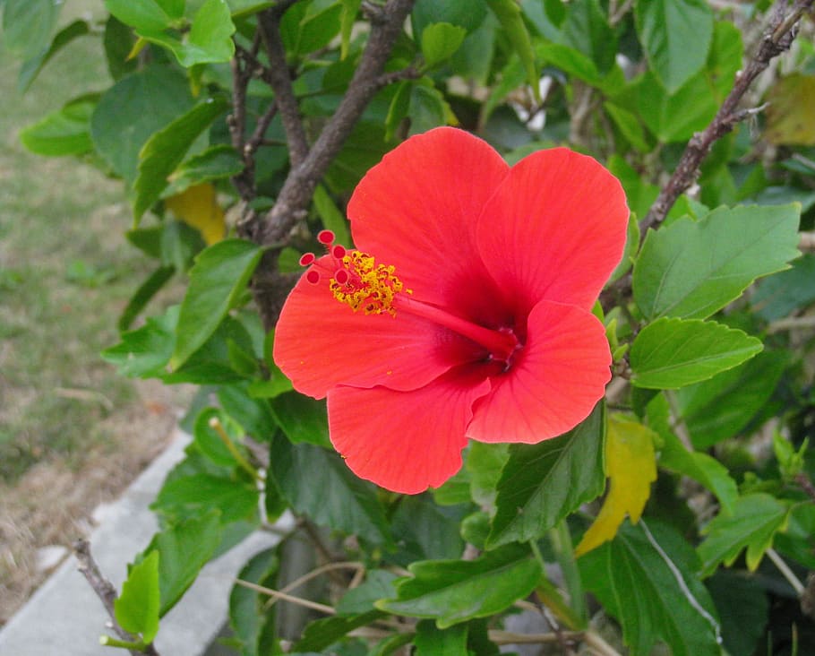 Hibiscus, Red, Leaf, Green, One, Flower, one flower, ishigaki island HD wallpaper