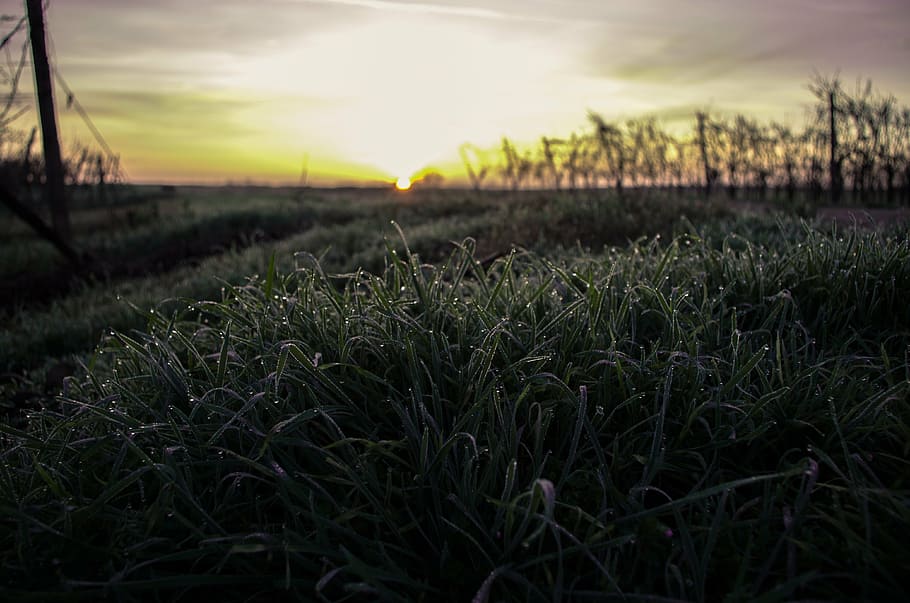 green grass field during sunrise, photo, leaf, plants, golden HD wallpaper
