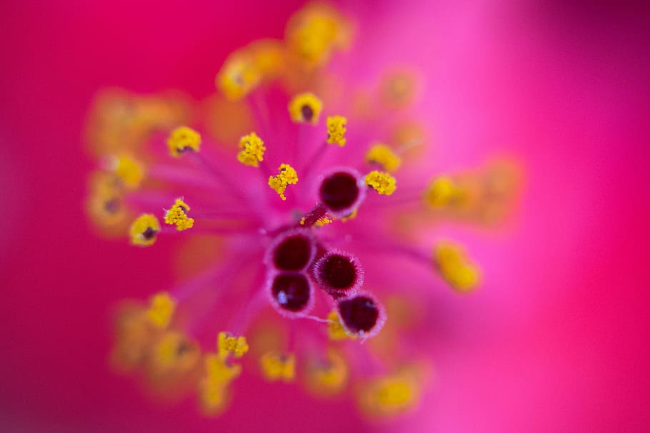 background, macro, websites, colorful backgrounds, nature, flower HD wallpaper