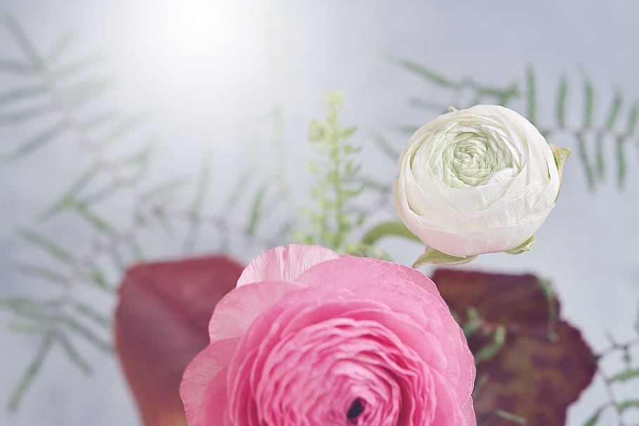 flower, ranunculus, flowers, white, pink, petals, spring flower HD wallpaper