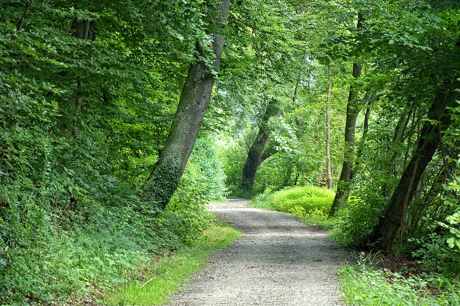 Away, Forest, Path, Nature, Trees, forest path, trail, forest road HD wallpaper