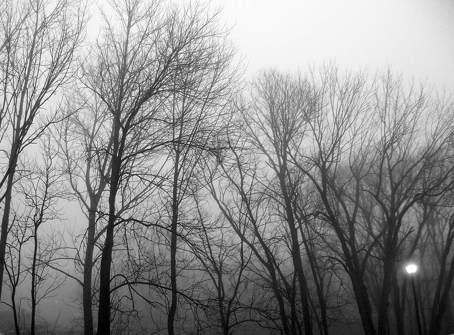 Trees, Fog, Forest, Nature, Landscape, woods, bare tree, outdoors HD wallpaper