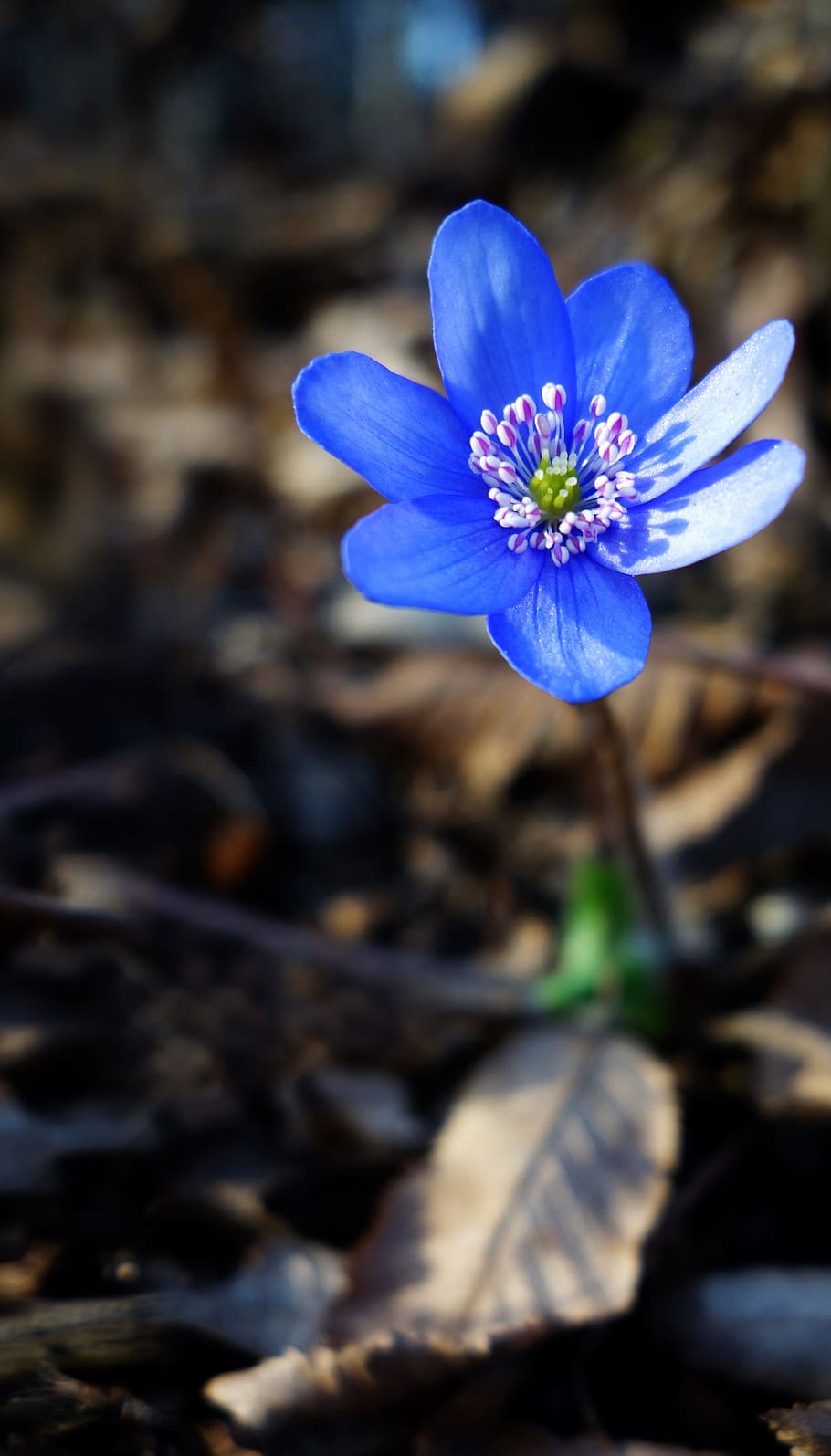 primula, flower, spring, hepatica, blue flower, spring flowers HD wallpaper