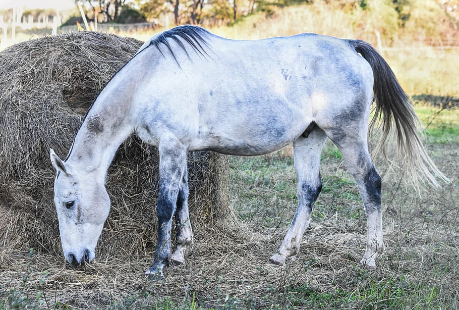 equine, meek, dapple, four legged, horse, animal, farm, mammal HD wallpaper