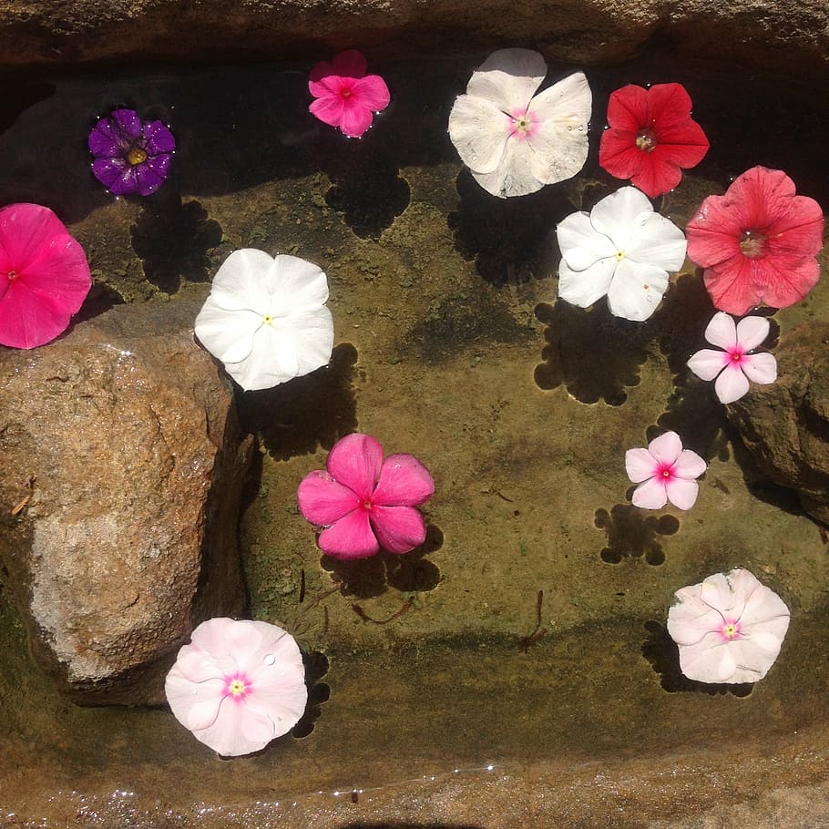 flower, summer, basin, water, zen, flowering plant, petal, pink color HD wallpaper