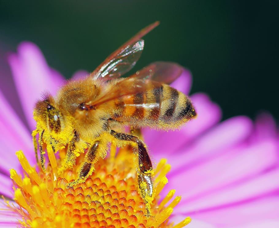 yellow and brown hornet on purple petaled flower, Bee, Pollen HD wallpaper