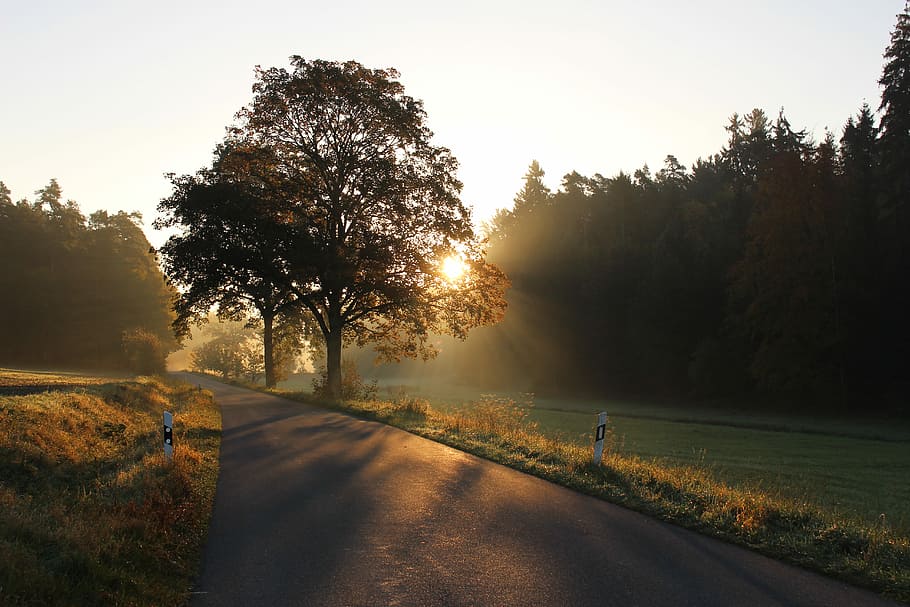 green leaf tree on grass field, gray asphalt road near green tree HD wallpaper