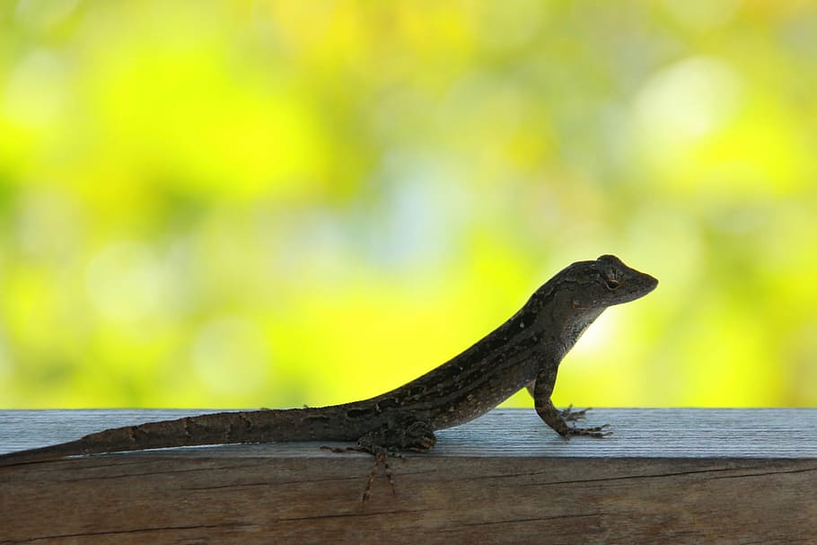 lizard in the lens, florida, curious, usa, gekko, nature, reptile, HD wallpaper