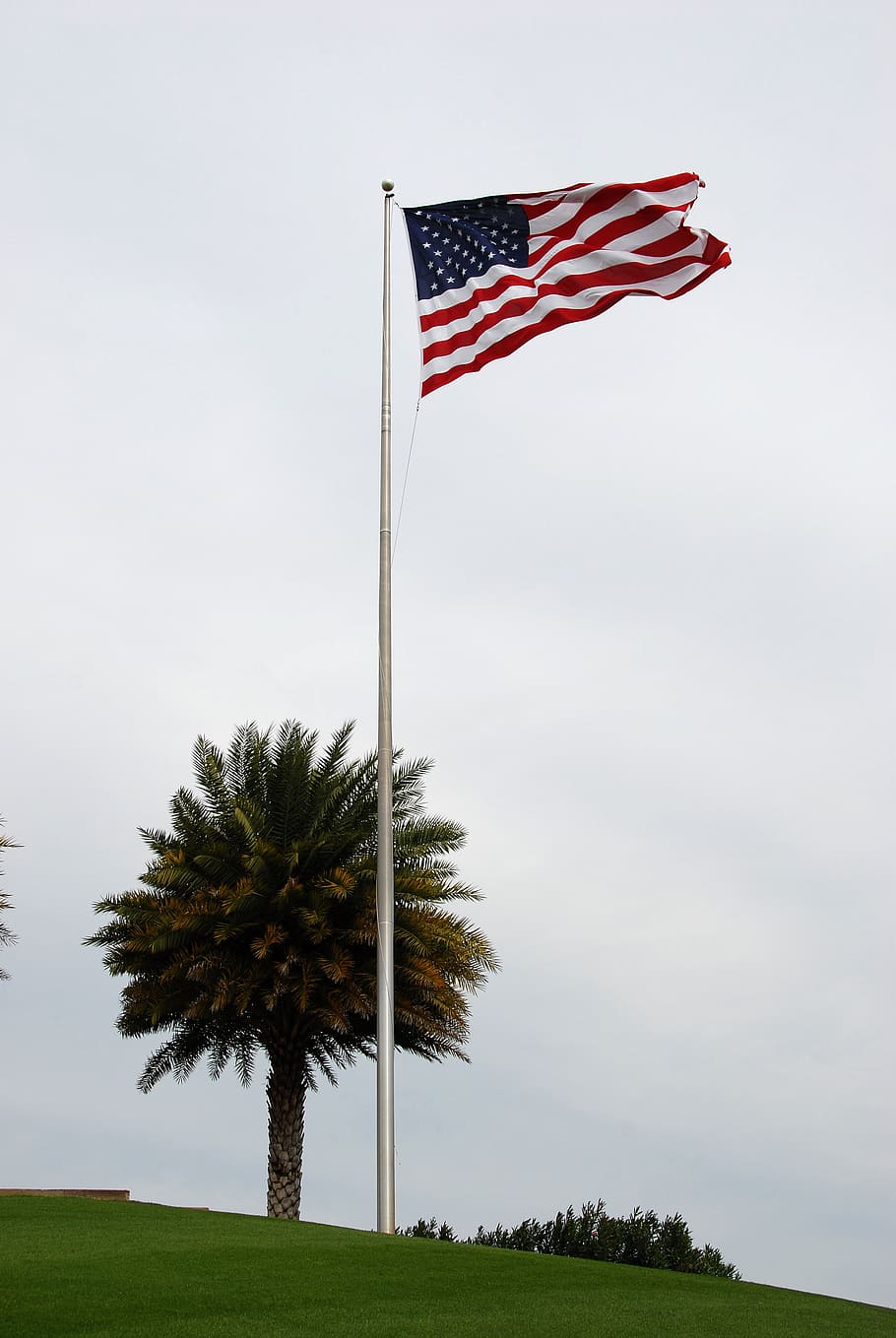 palm tree, american flag, blue, sky, usa, patriotism, plant HD wallpaper