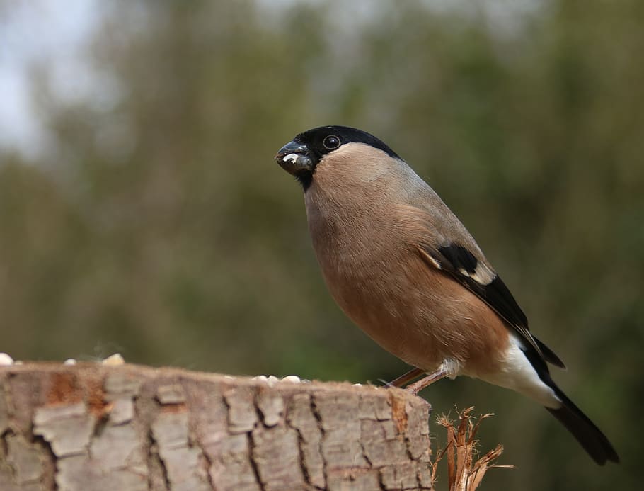 bullfinch, female, bird, nature, spring, avian, plumage, beak