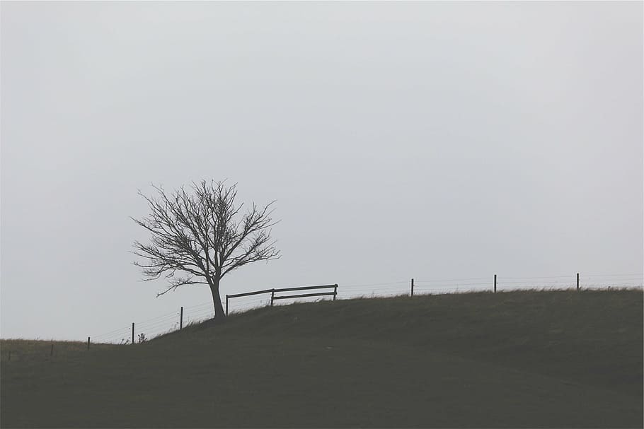 brown tree near grass field during daytime, landscape, fence HD wallpaper