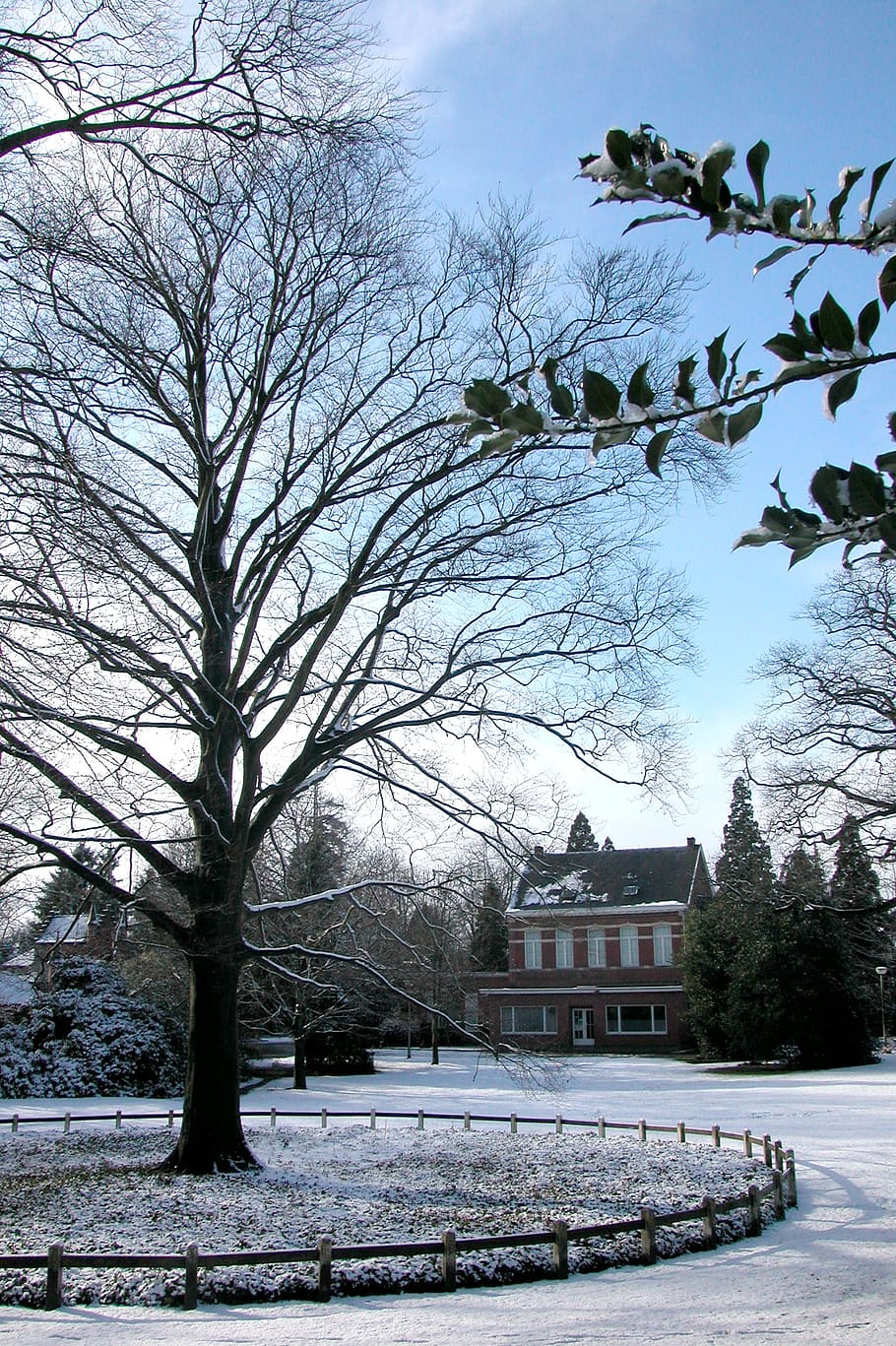 park, tree, trees, nature, forest, parks, winter, landscape HD wallpaper