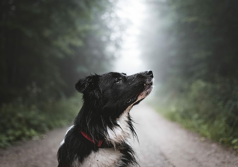 white and black dog in tree lined dirt road at daytime, adult black and white border collie on unpaved road surrounded with trees HD wallpaper