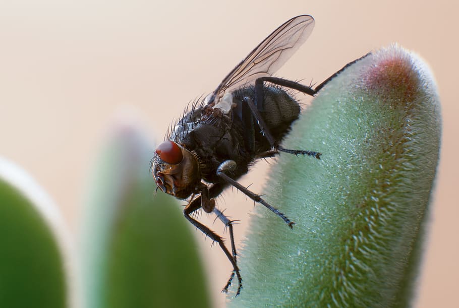 fly, insect, macro, nature, close, wing, invertebrate, animal themes HD wallpaper