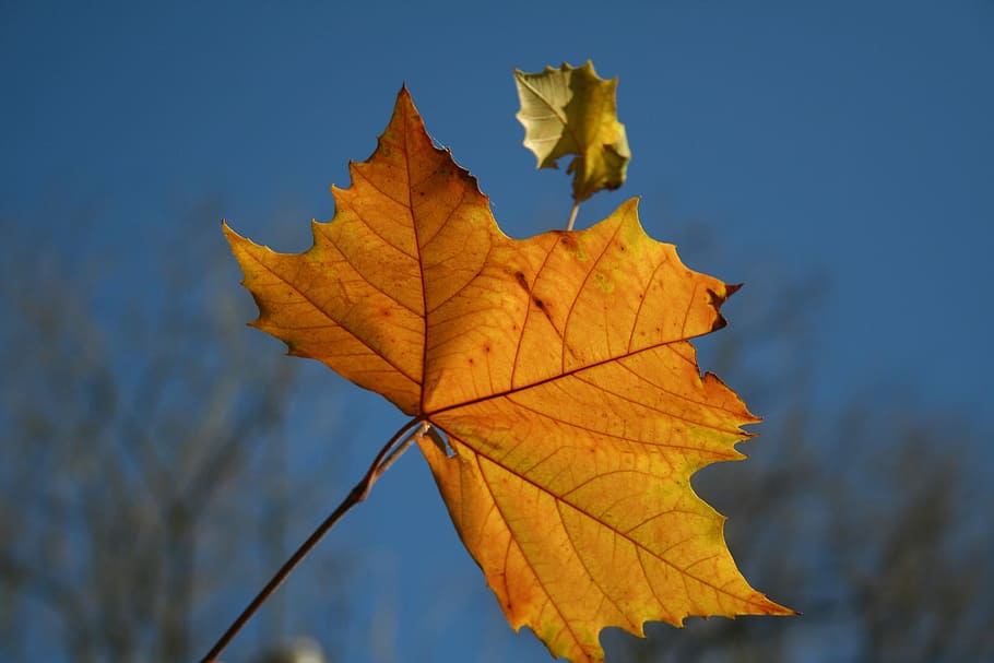 Autumn, Yellow, Leaf, Trees, change, maple leaf, nature, outdoors HD wallpaper