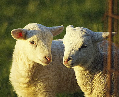 lambs, couple, pair, together, togetherness, affection, two HD wallpaper