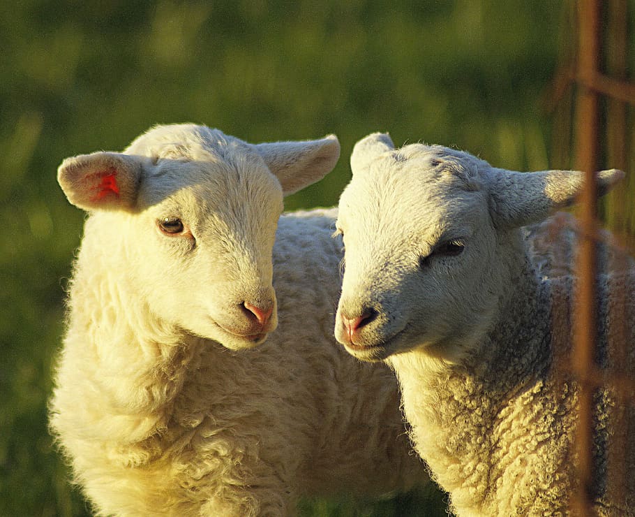 lambs, couple, pair, together, togetherness, affection, two HD wallpaper
