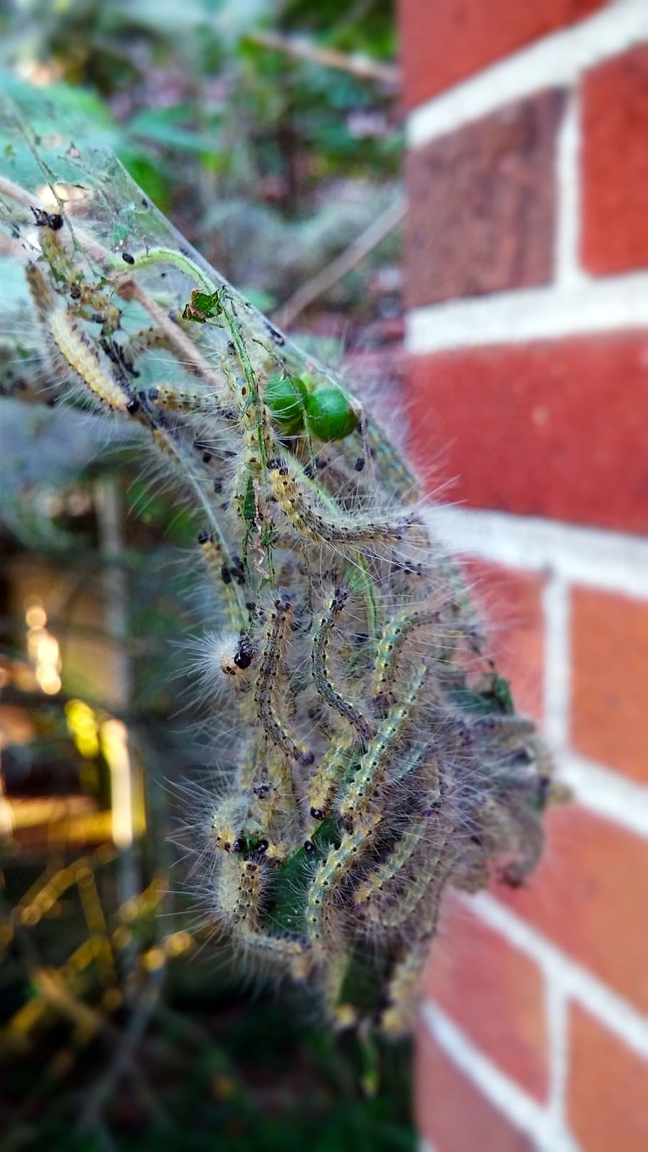 Fall Webworm, Worms, Webbed, Nest, web worms, webbed nest, webworm nest HD wallpaper