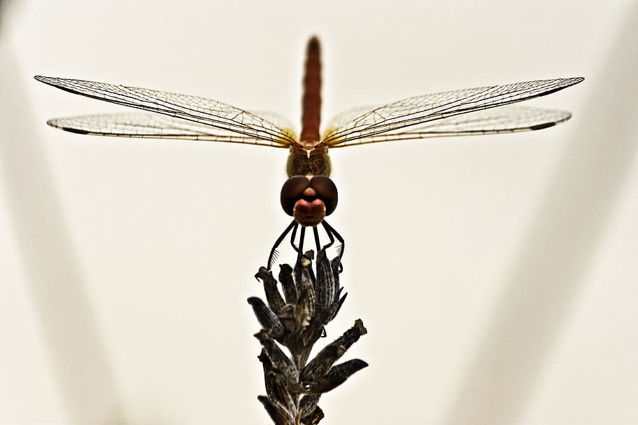 Dragonfly, Insect, Wing, Close, one animal, animal themes, animal wildlife HD wallpaper