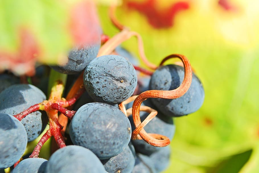 wine, red wine, grapevine, rebstock, vines, nature, autumn HD wallpaper