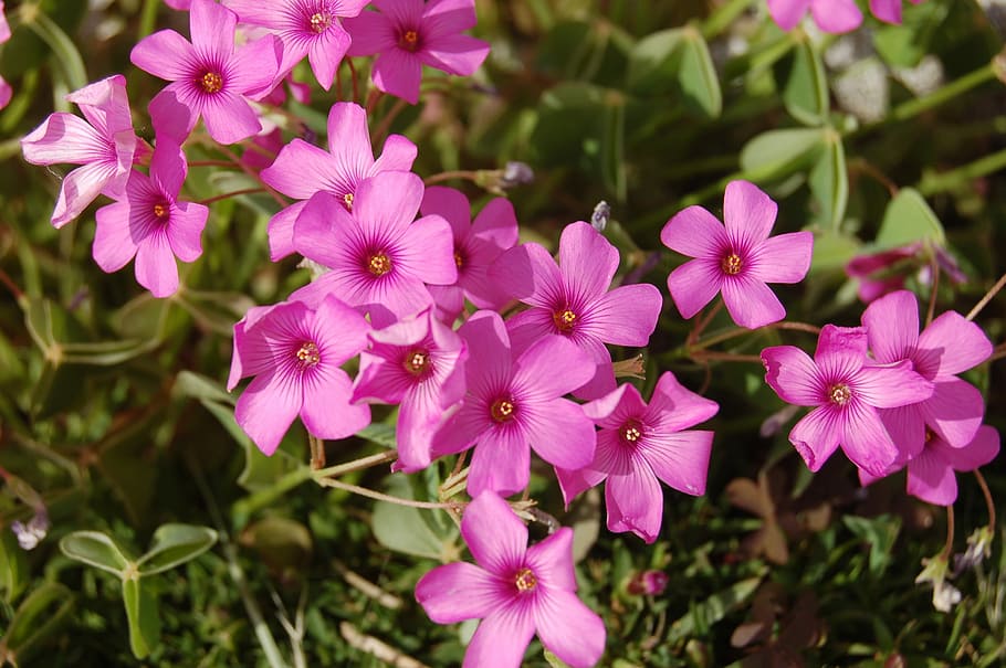flower, nature, bloom, spring, flowering plant, freshness, fragility HD wallpaper