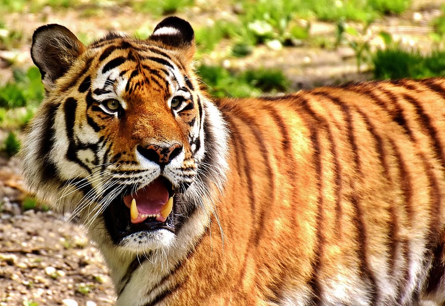 close up photo of tiger, predator, fur, beautiful, dangerous HD wallpaper