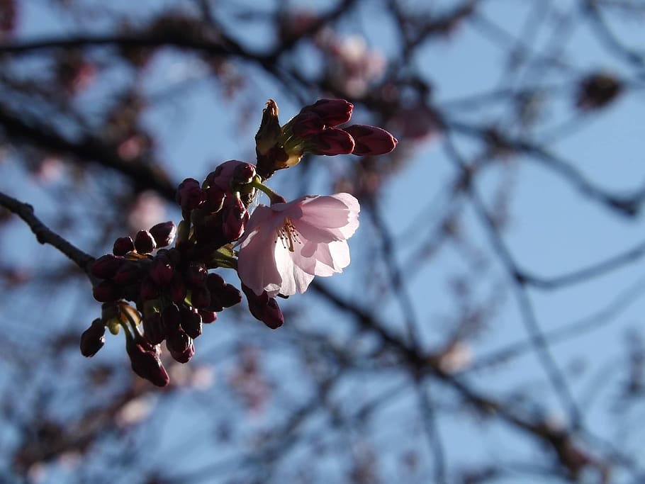 cherry, blossoms, spring, flower, cherry blossoms, flowering plant HD wallpaper