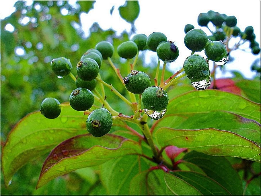 Drip, Mood, Leaves, Bush, rain, leaf, fruit, green color, growth HD wallpaper