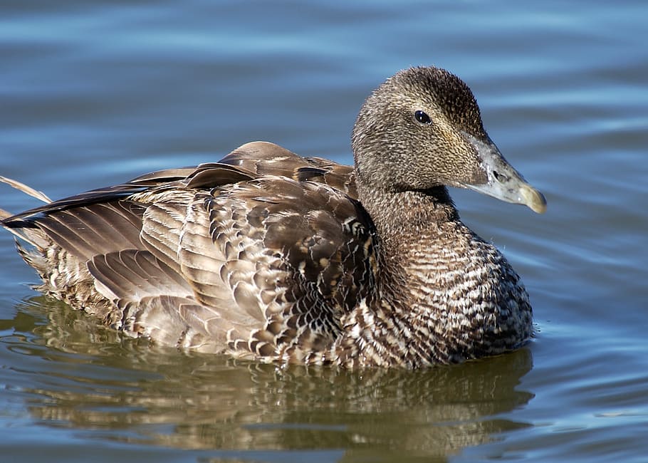 duck, bird, nature, animal, wildlife, lake, water, feather HD wallpaper