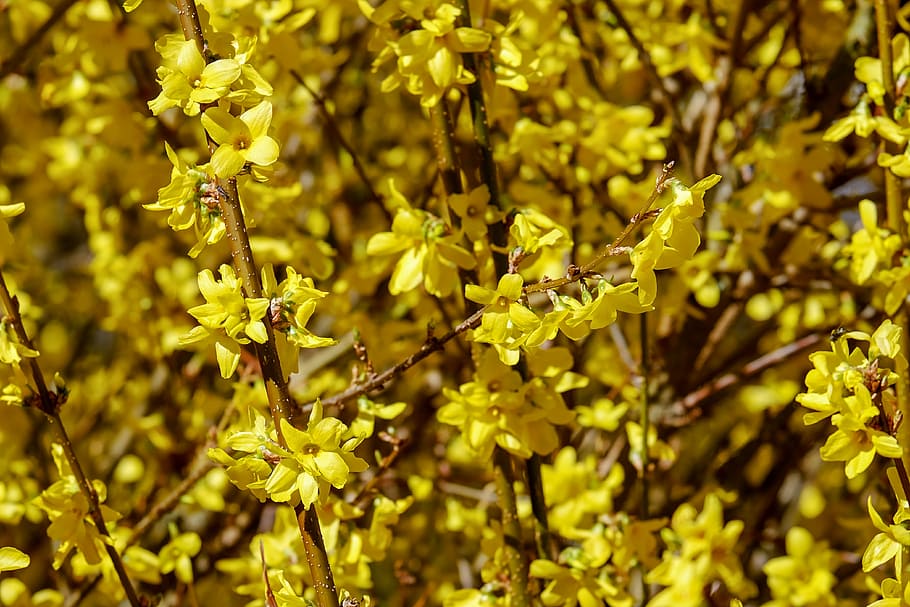 Forsythia 1080P, 2K, 4K, 5K HD wallpapers free download | Wallpaper Flare