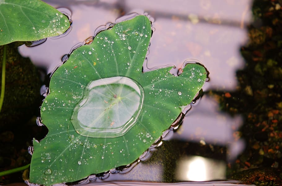 leaf, nature, drop, drops, plant, leaves, plant part, water HD wallpaper