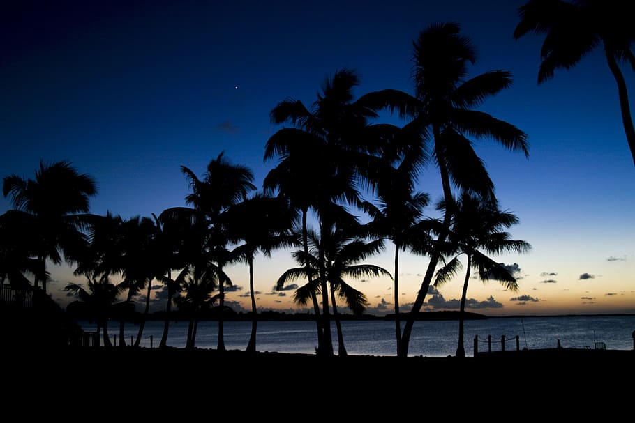 palm trees, sunset, ocean, beach, sky, tropical, paradise, vacation HD wallpaper