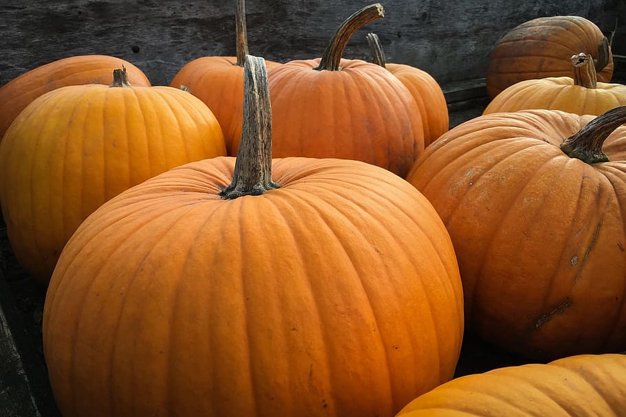orange pumpkins, halloween, autum, fall, seasonal, october HD wallpaper