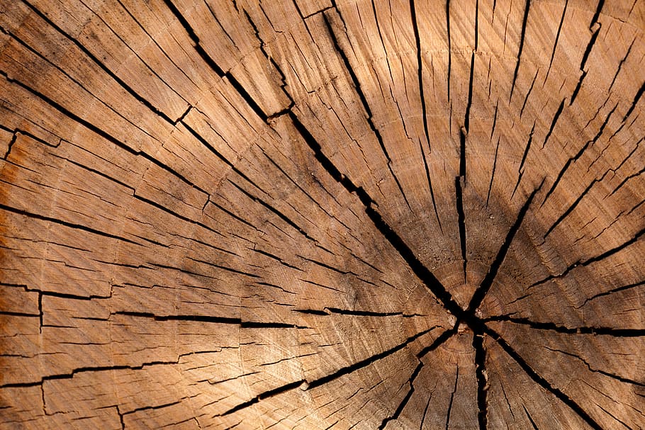 wood, pattern, texture, tree, tree trunk, backgrounds, wood - material HD wallpaper