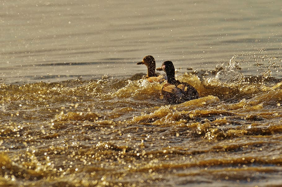 two brown ducks on body of water, escape, tracking, riot, pair, HD wallpaper