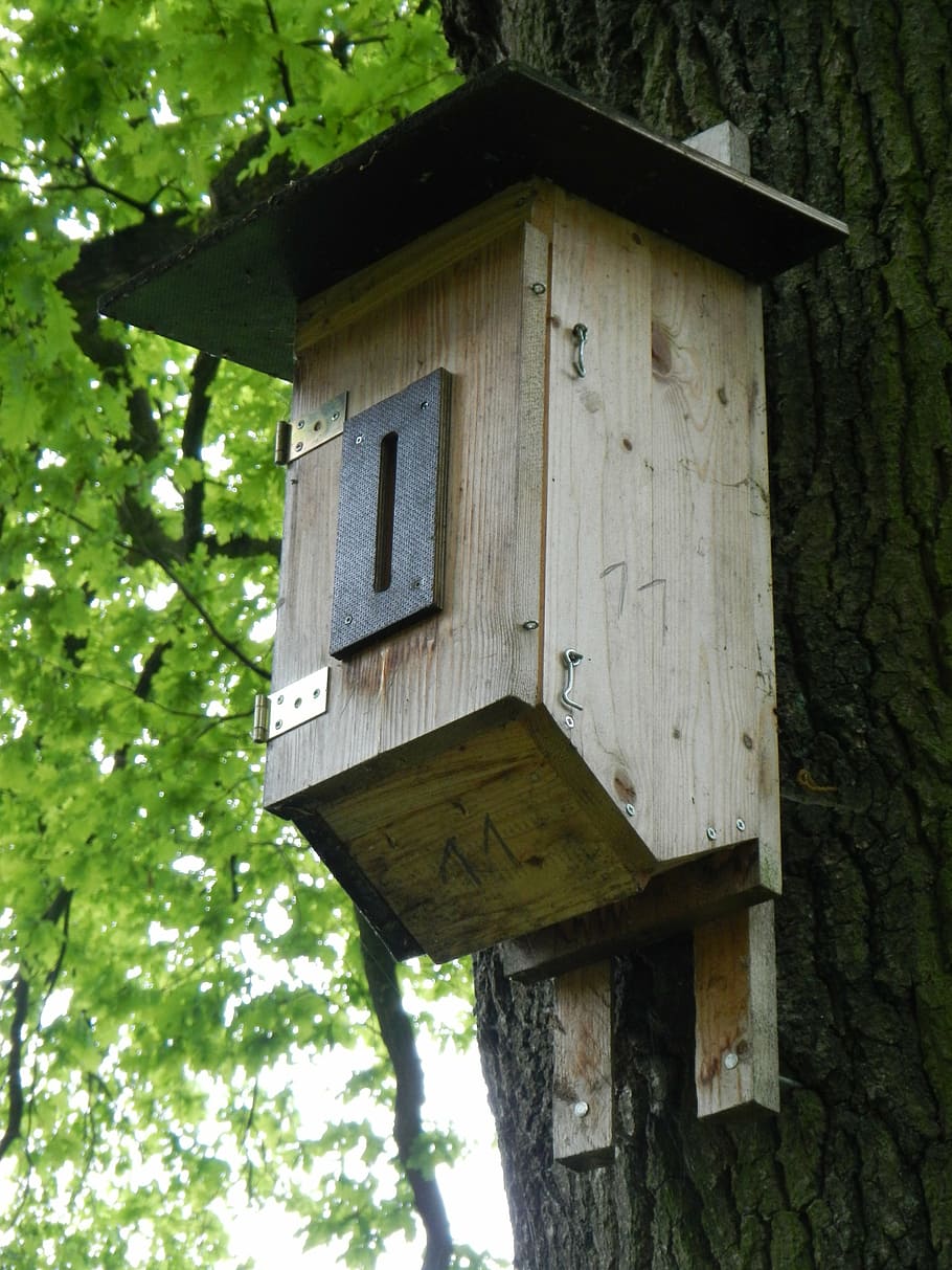 nesting box, aviary, bird feeder, tree, nesting place, birdhouse, HD wallpaper