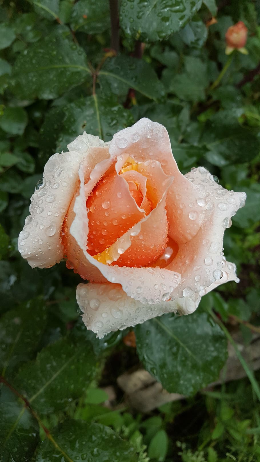 rose, rain, drop, nature, close-up, growth, plant, beauty in nature HD wallpaper