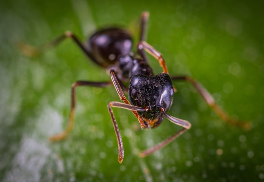 macro, insect, animal themes, invertebrate, animal wildlife HD wallpaper