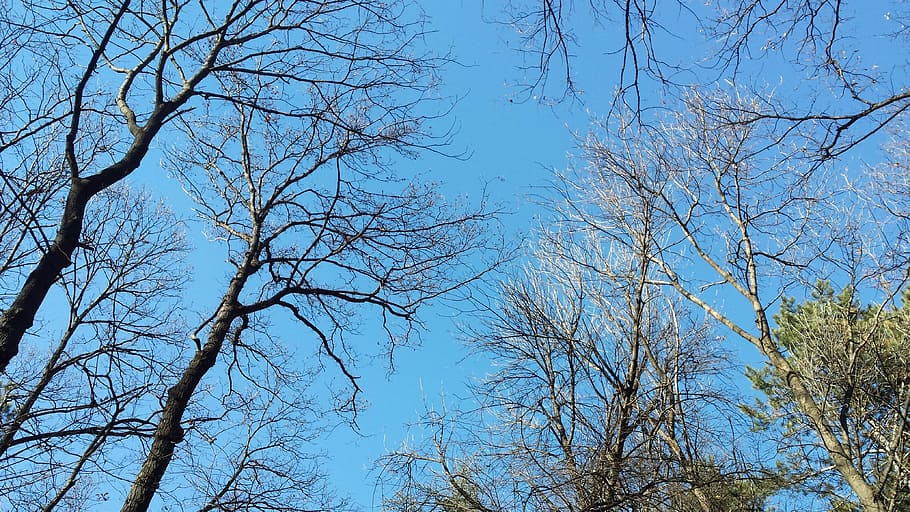 Sky, Trees, Nature, bare tree, day, low angle view, no people HD wallpaper