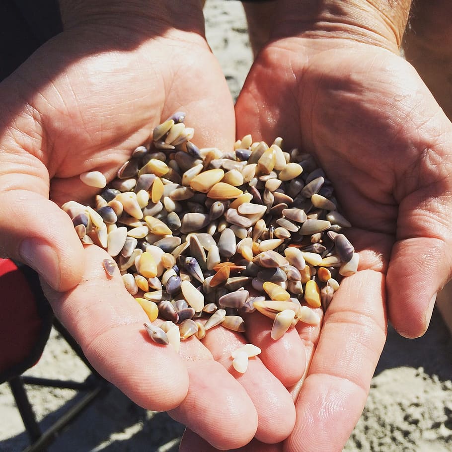 Clam, Hands, Myrtle Beach, Shell, Beach, crops, harvest, grains HD wallpaper