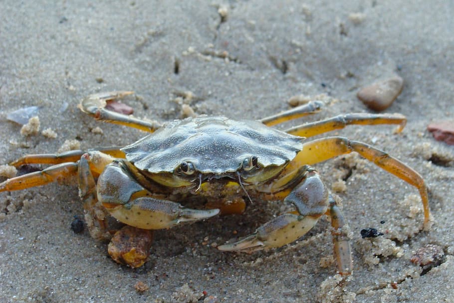 Crab, Beach, Sand, Shore, Shoreline, nature, outside, sea-life HD wallpaper