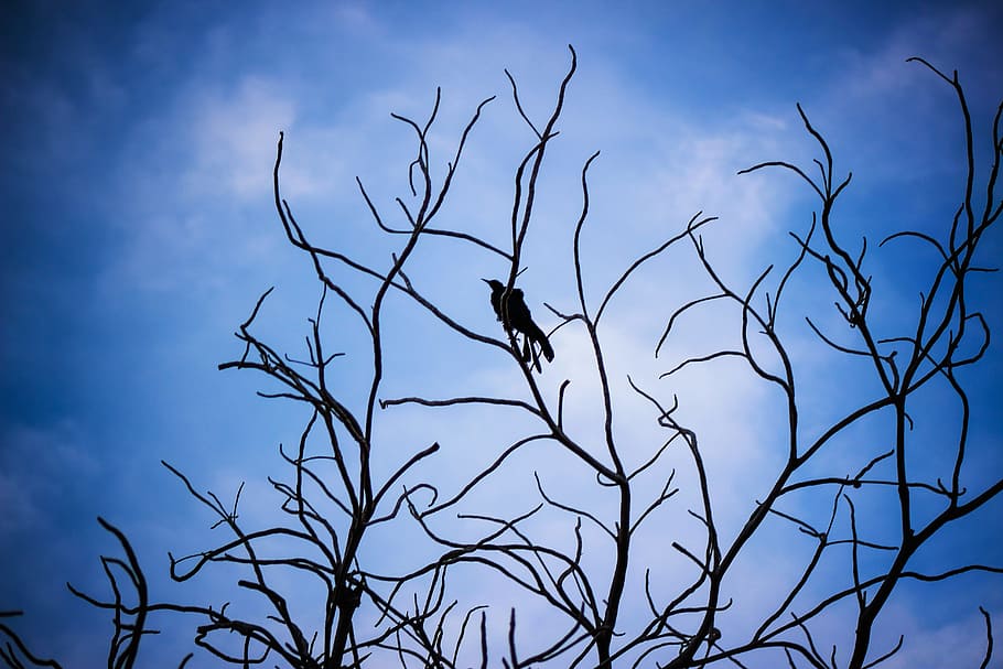 Sky, Blue, Blue, Bird, Nature, Wing, Freedom, cloud, natural HD wallpaper