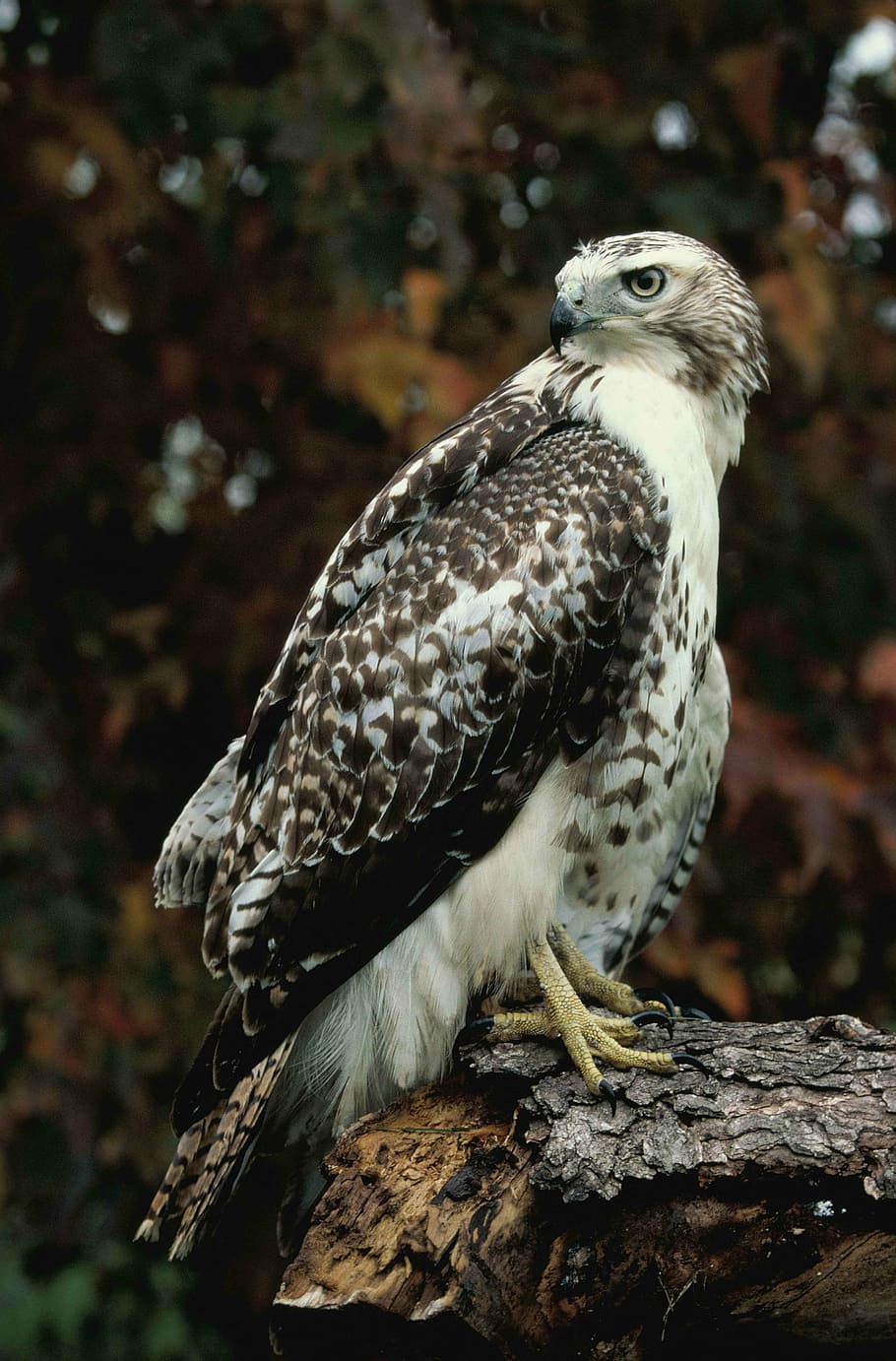 log, standing, hawk, tailed, red, falcons, hawks, birds, animals HD wallpaper