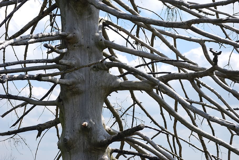 tree, structure, old wood, trunks, wooden, trees, branch, nature HD wallpaper